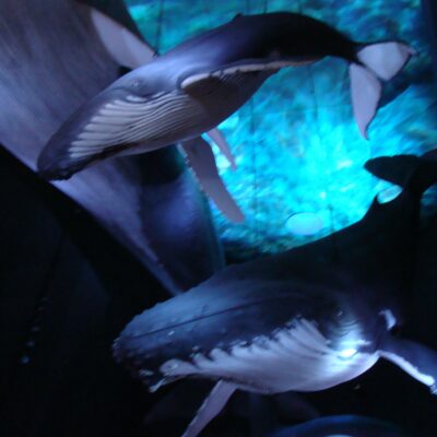 Rugia 2013- Straslund