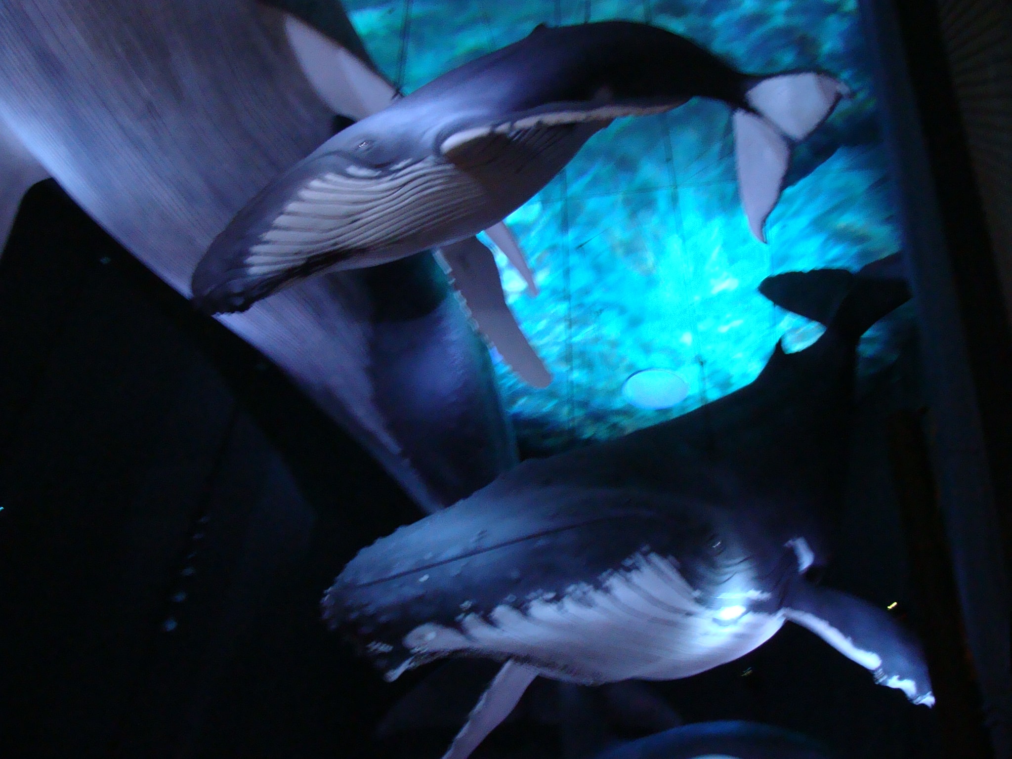 Read more about the article Rugia 2013- Straslund